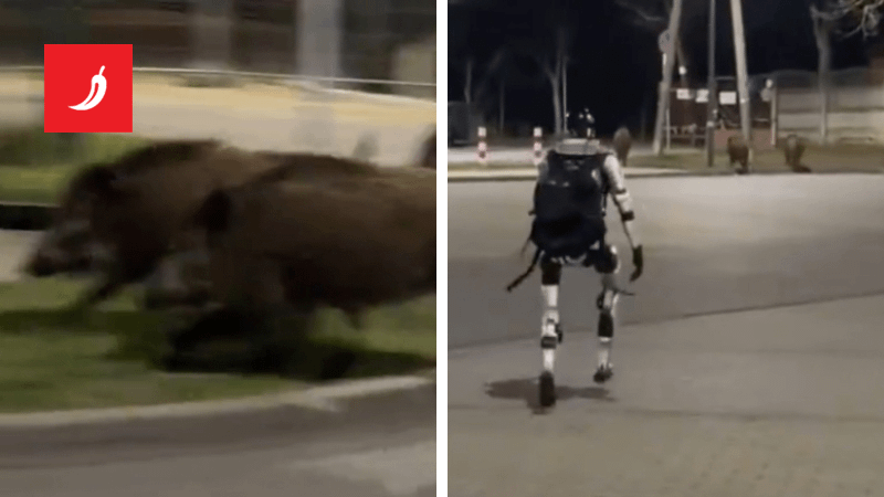 VIDEO The robot that chases away wild pigs in Poland became a viral hit