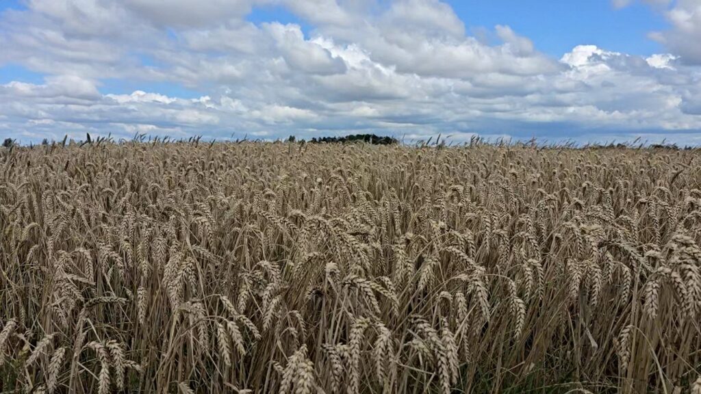 Grain imports ban from Russia, Belarus to Latvia extended / Article Vētrā cietuši lauki