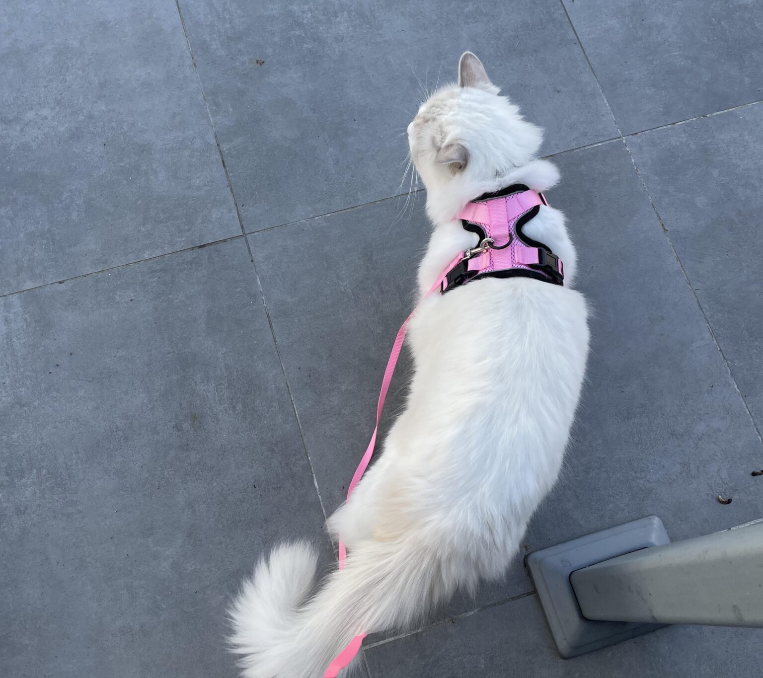 how would u react if u see someone walking their cats
