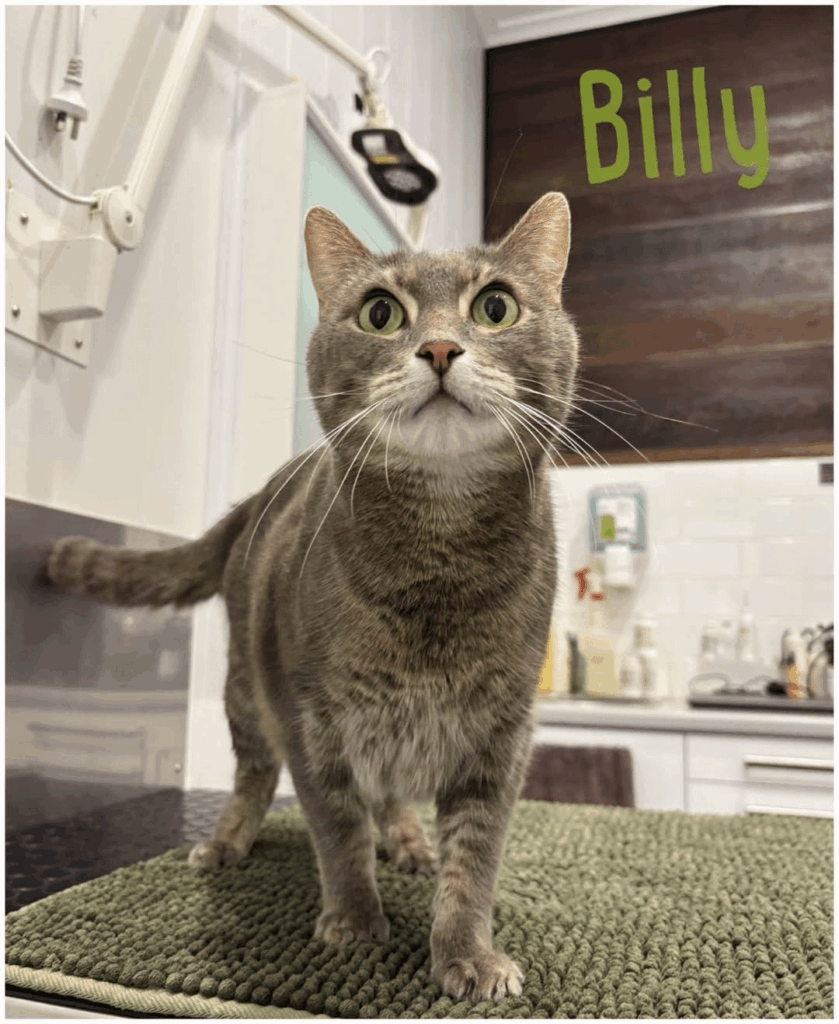 From Eatons Hill Vet:  Meet Billy he's ready to be adopted...