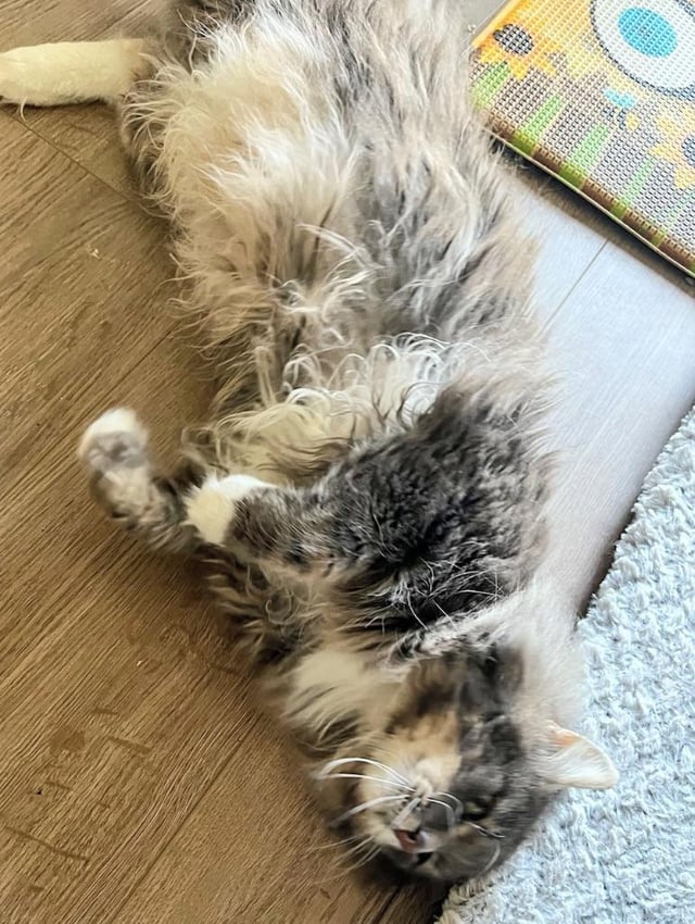 Adopt this shy flooferoo!!