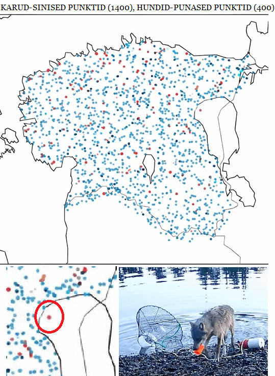 Estonian animals are resourceful
