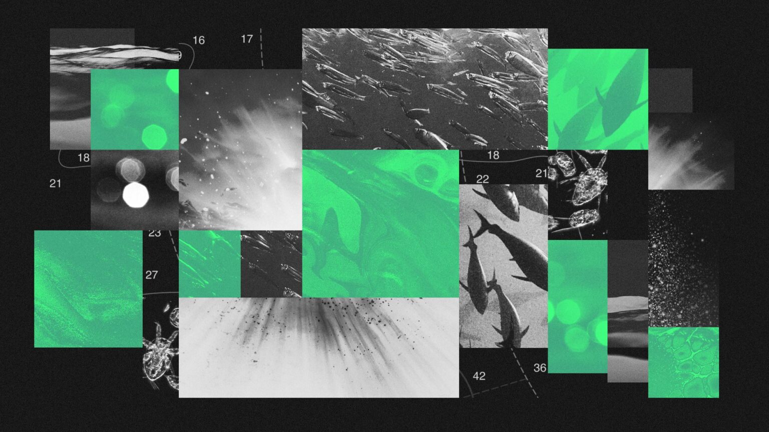 Darkening oceans can lead to severe ecological consequences