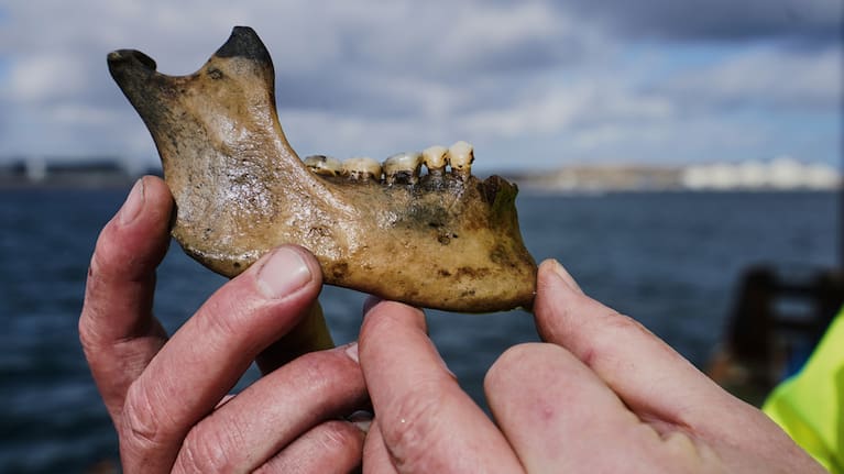Part of a human lower jawbone recovered from the wreck 
