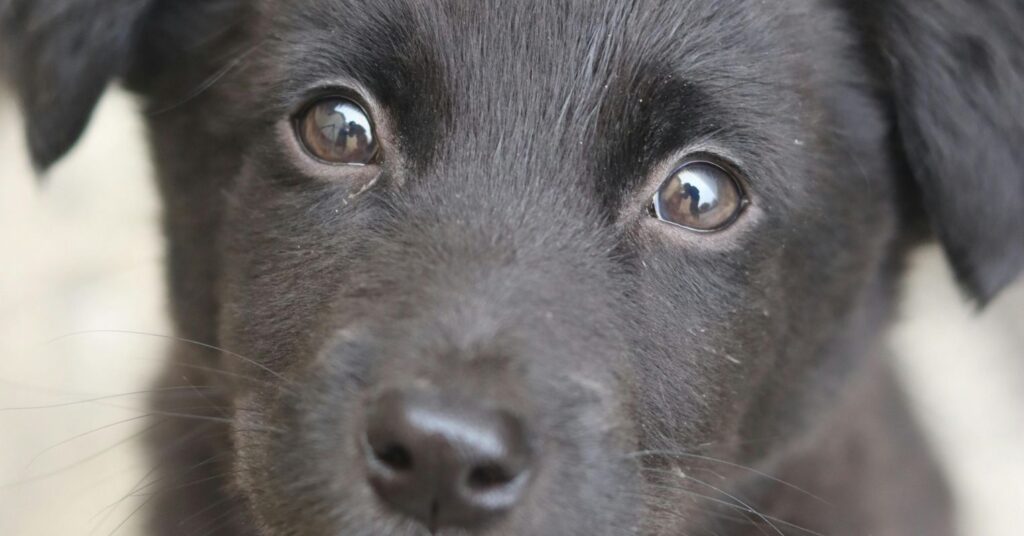 Dogs and People: Stories of Redemption and Mutual Rescue