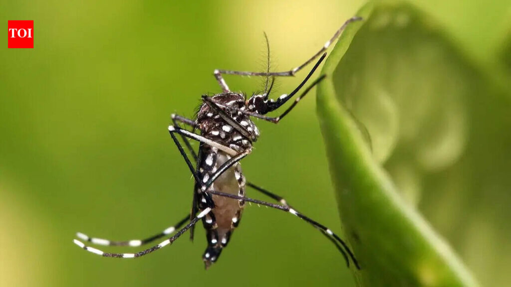 Iceland: The only country with no native mosquito population and what changed | World News Iceland: The only country with no native mosquito population and what changed | World News
