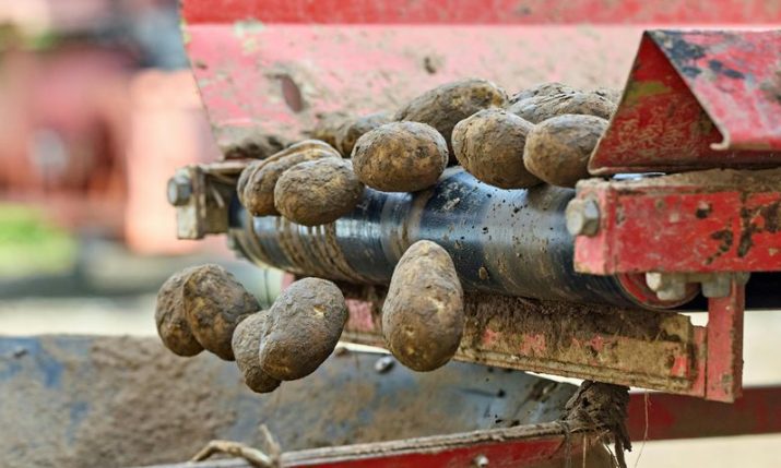 Croatia loses potato self-sufficiency as production drops sharply