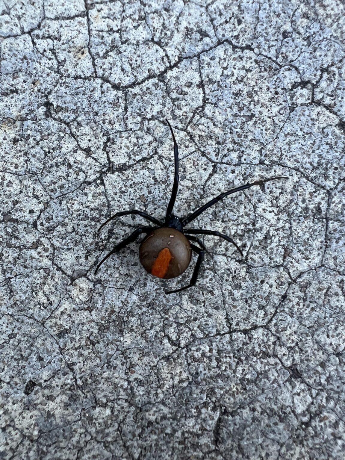 My neighbour forgot to put their bins out. I rolled them out to the curb, felt something on my arm and brushed it off