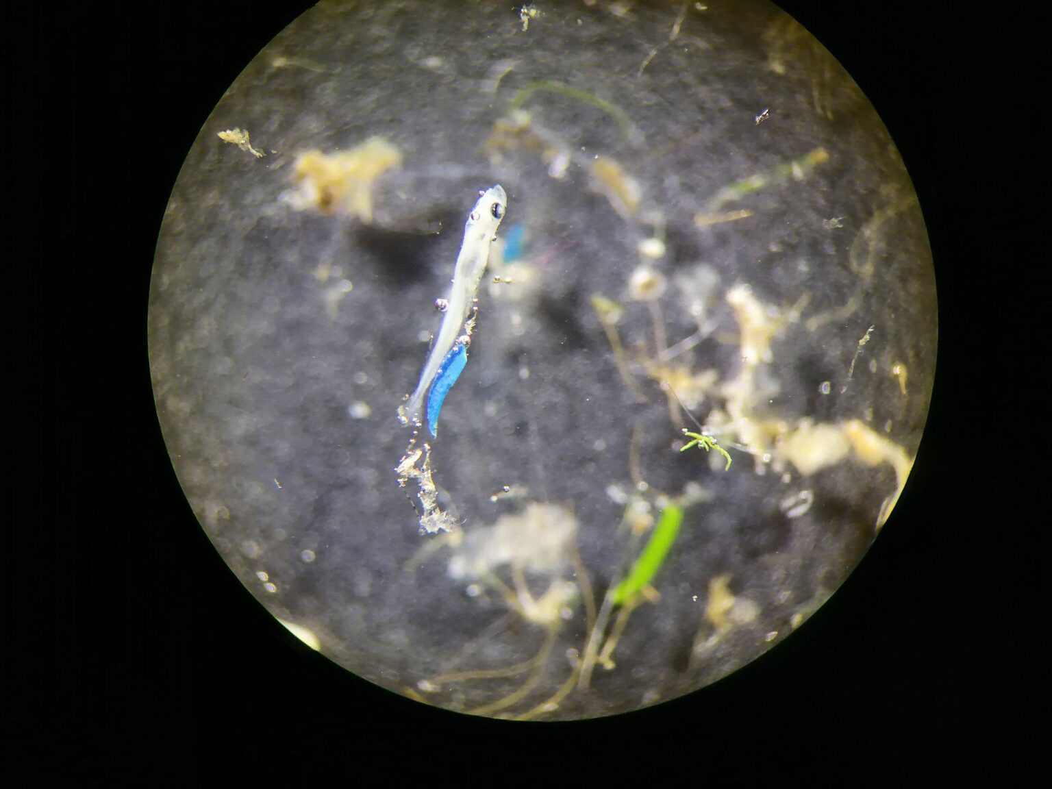 Researchers detect microplastics in fish larvae shortly after hatching