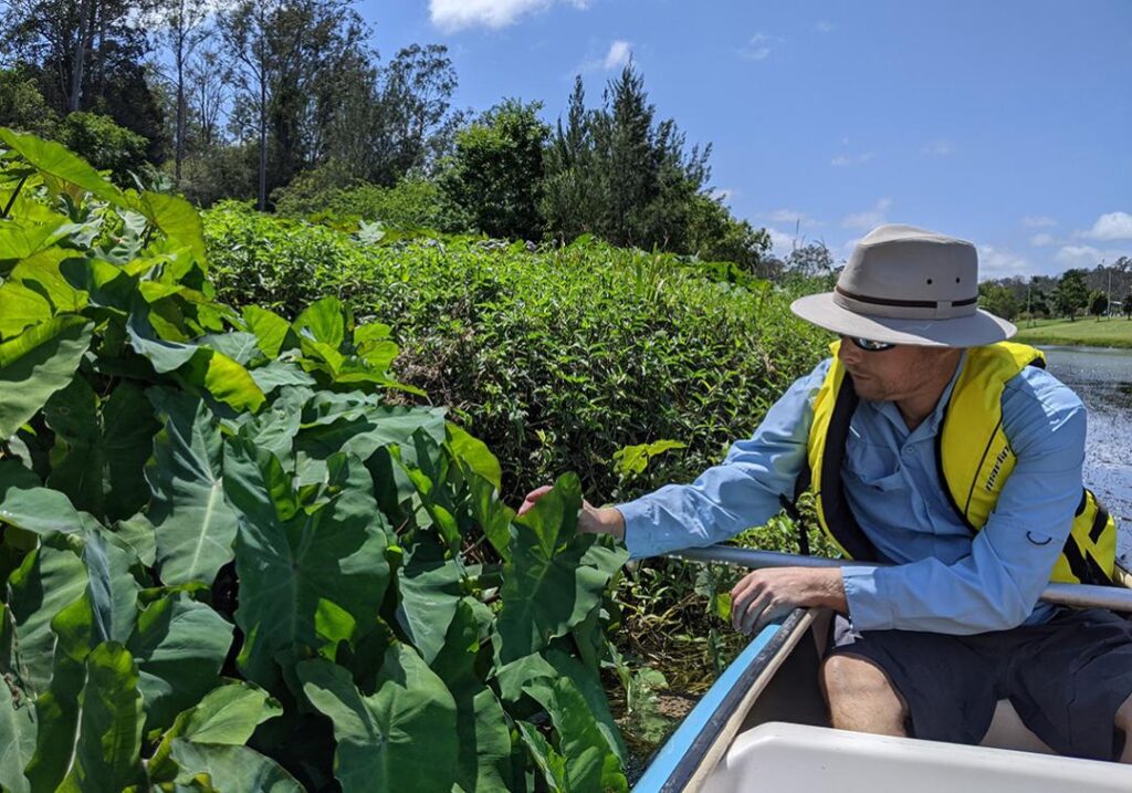 New taro variety offers the ‘best of both worlds’ amid climate change - News