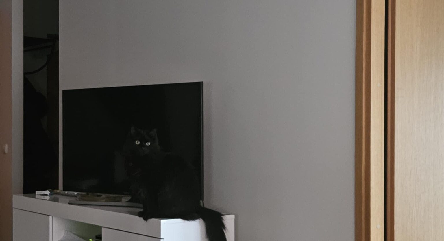 I heard reddit loves cats, who can find one?