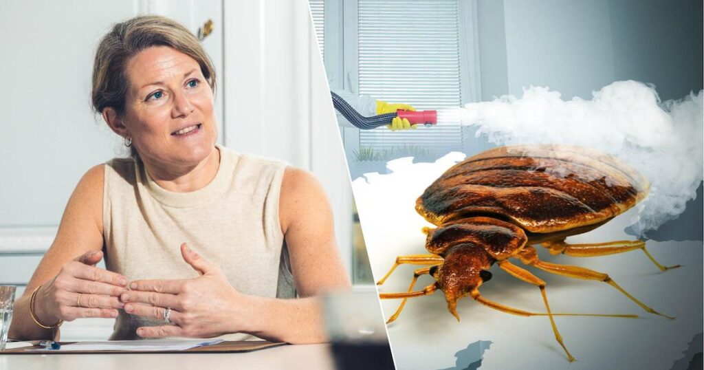 Pest infestation in asylum centers is increasingly costing Belgium: “Bed bugs are on the rise”