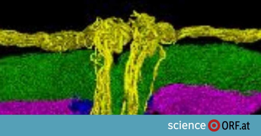 Clitoris nerve plexus mapped for the first time