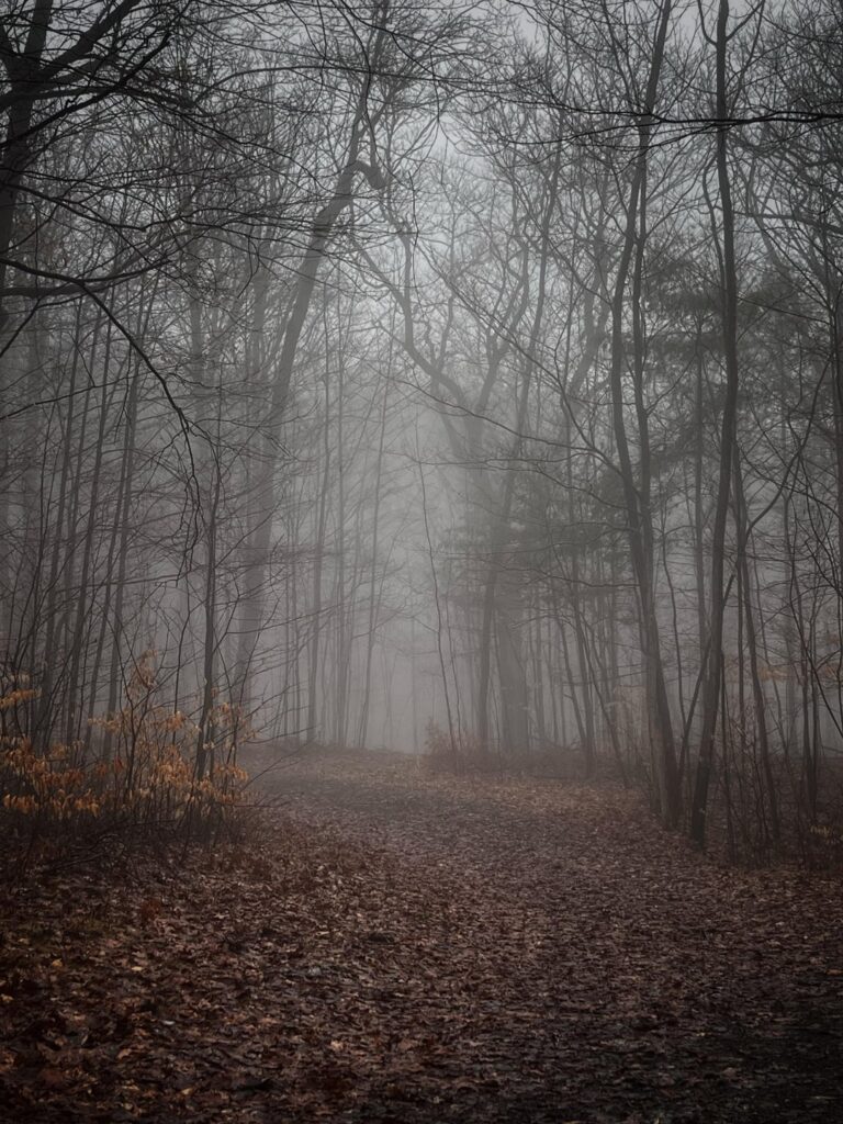 Went on a beautiful, moody hike yesterday in the rain and mist
