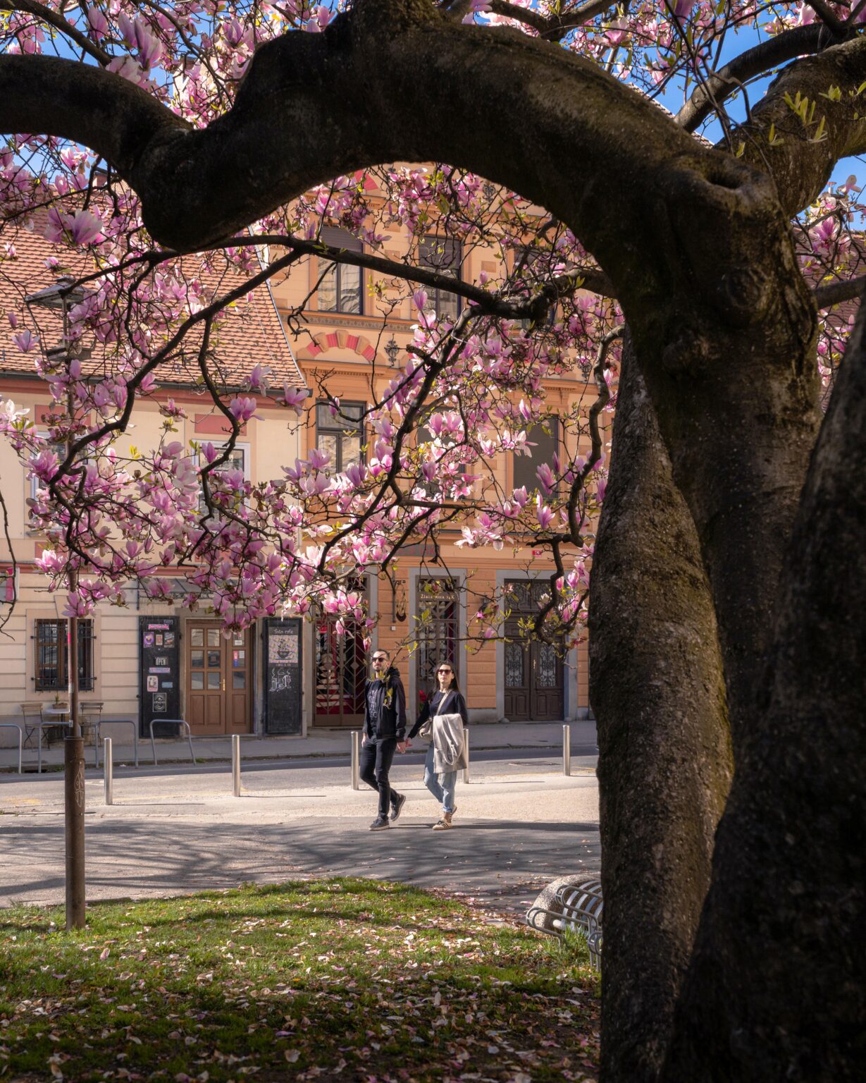 One from Maribor - Spring morning