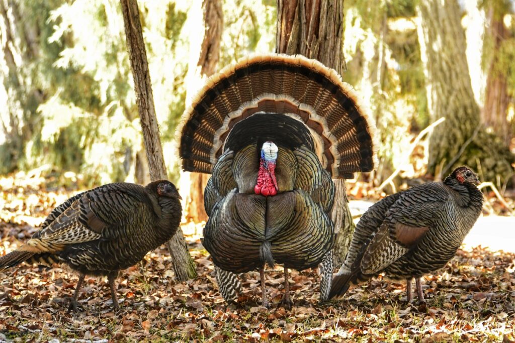 Illinois youth turkey hunters get record harvest