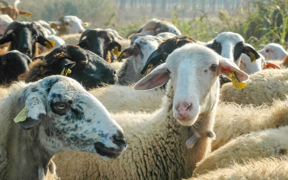 Greece launches €8 mln compensation scheme for Lesvos dairy businesses