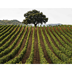 Sicilian wine vs climate change