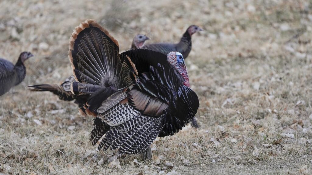 Spring turkey hunting begins April 15 | The Mighty 790 KFGO