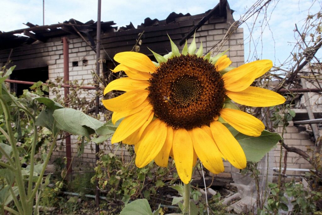 Saulespuķe uz Krievijas drona triecienā cietu&scaron;as mājas fona Ukrainā