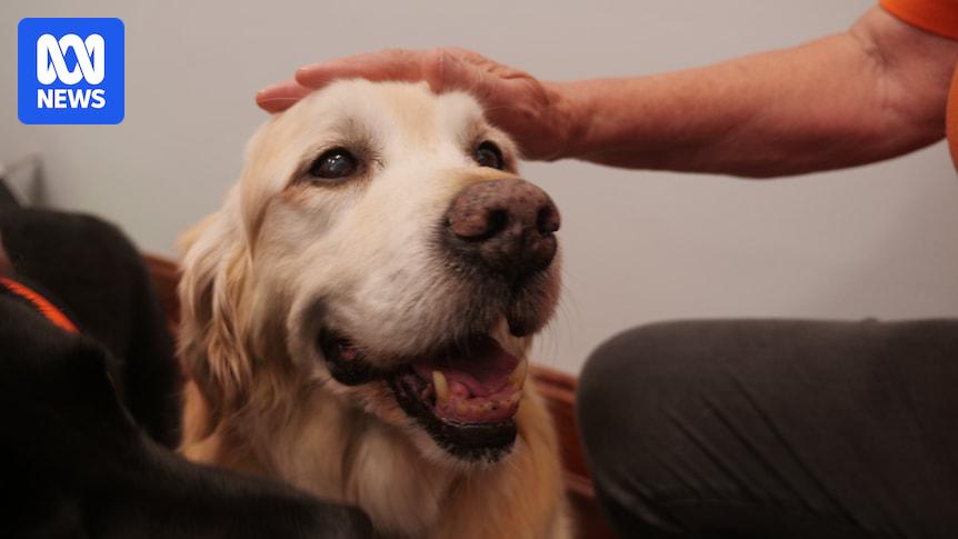 Court dog success has handlers calling for more volunteers