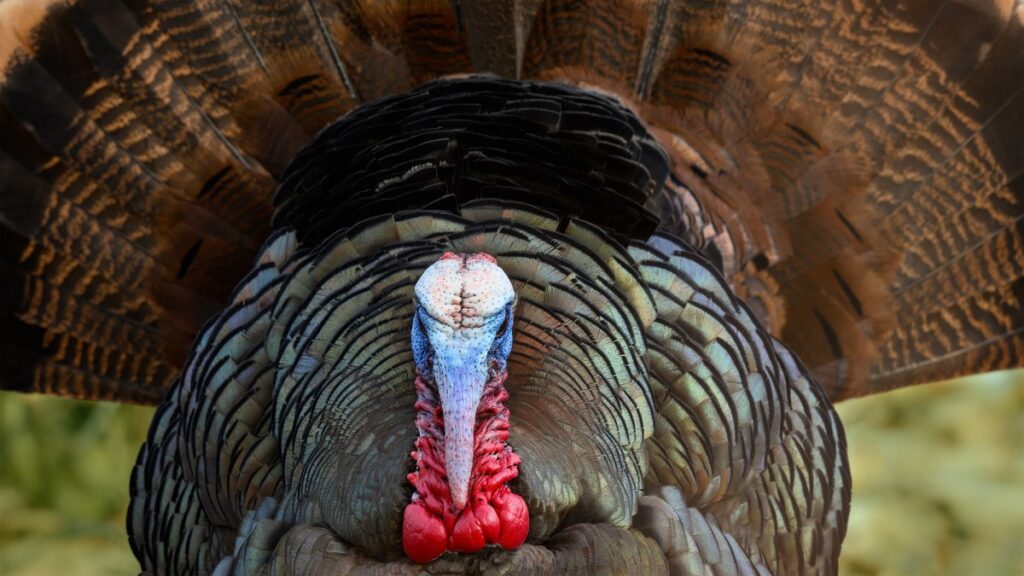 This Viral Video Shows the Ugly Side of Turkey Reaping. It's Time to Reconsider Our Turkey Hunting Culture