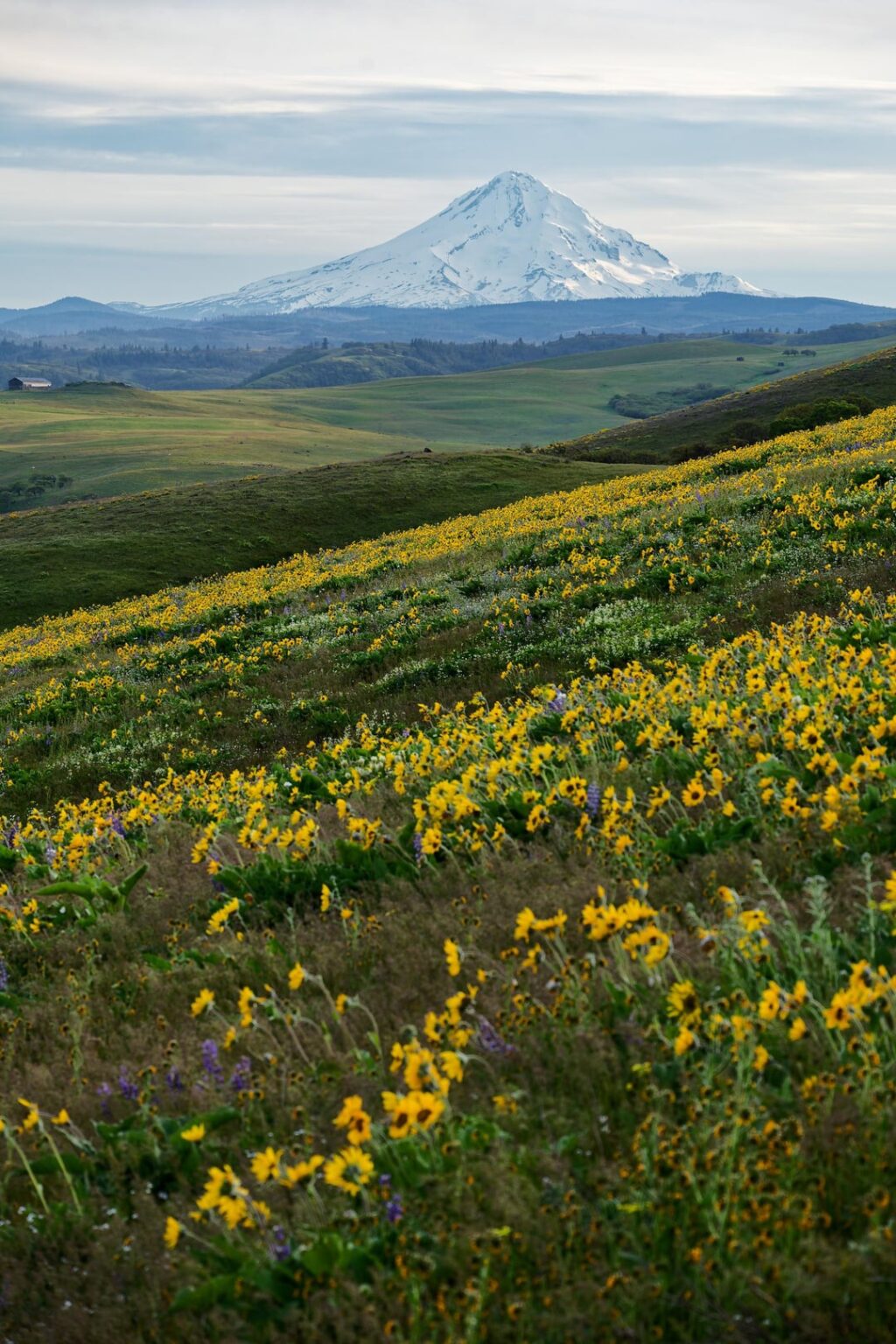 Sunset hike amongst the wildflowers in Oregon.