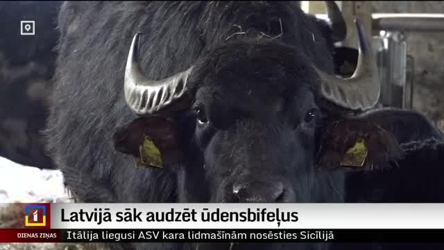 Water buffalo breeding begins in Latvia / Article Water buffalo breeding begins in Latvia / Article
