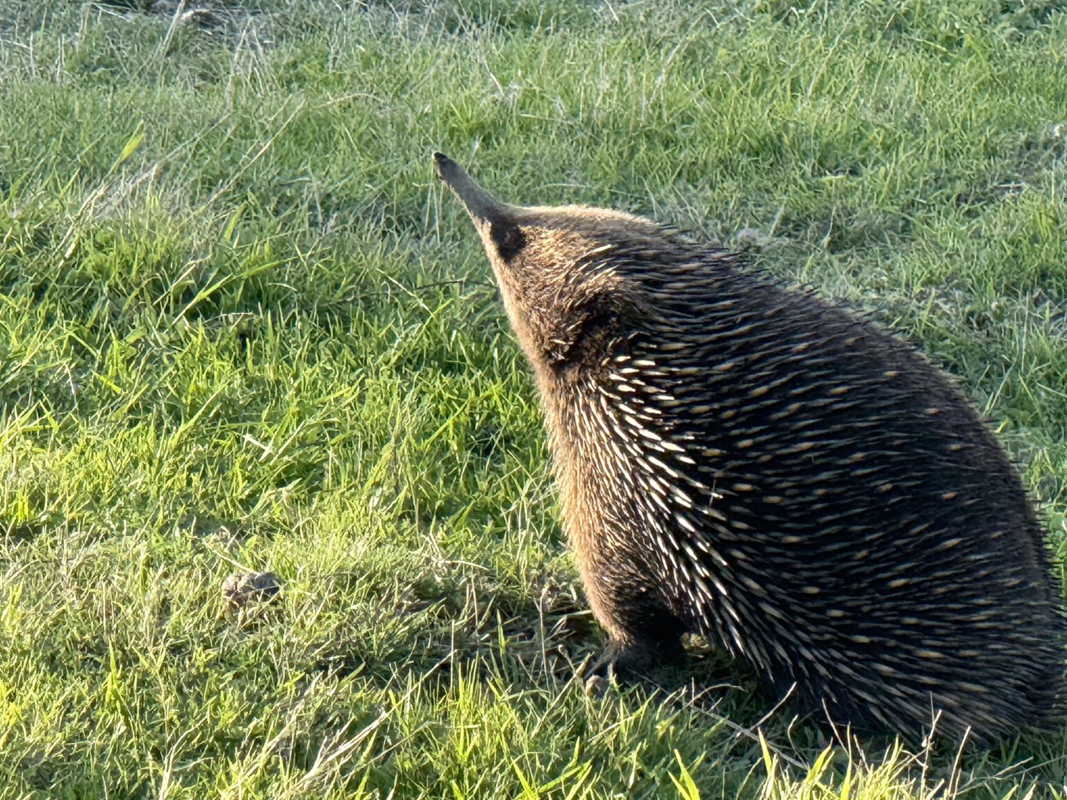 Just a spikey floof enjoying the last of the day’s sun