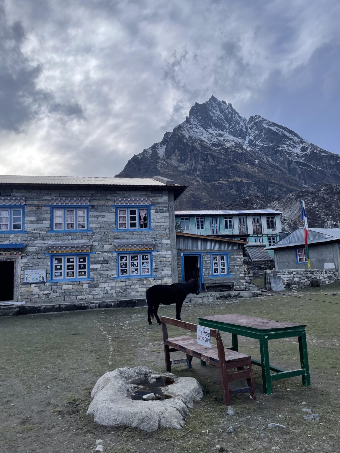 Mountain horse in Kyanjin(3850) meters