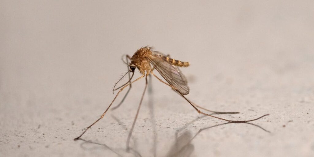 This Was the Last Mosquito-Free Nation on Earth. Until Now. This Was the Last Mosquito-Free Nation on Earth. Until Now.