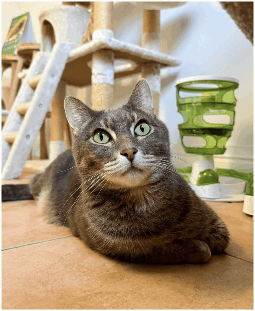 UPDATE:  Billy has been adopted!