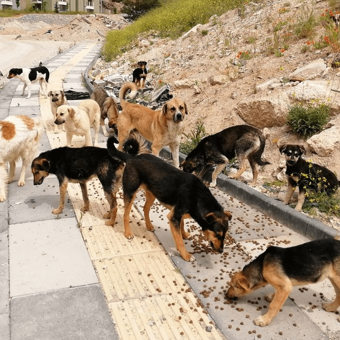 75% of street animals in Türkiye were collected.