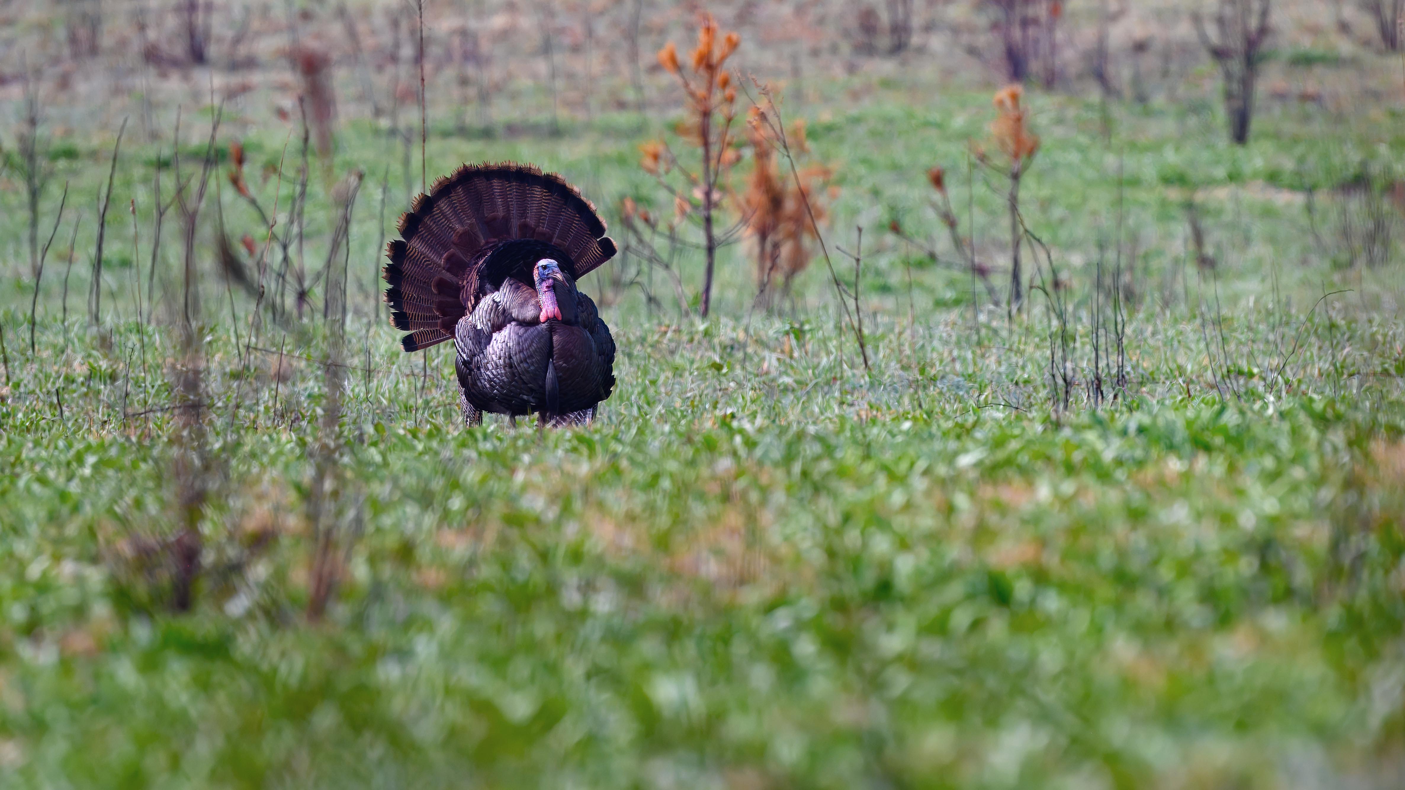 A strutting wild turkey in a green field.