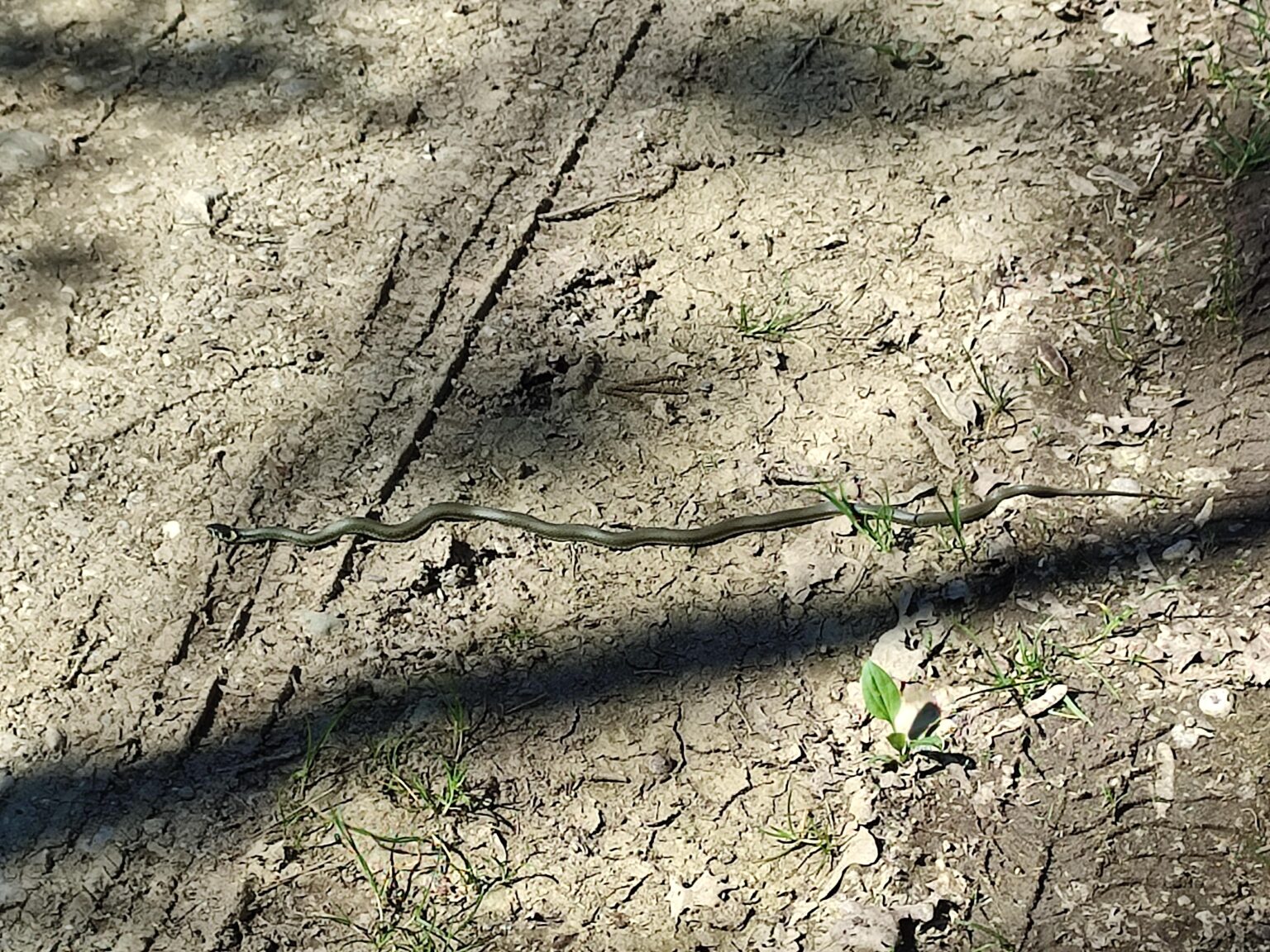 Harbinger of spring.