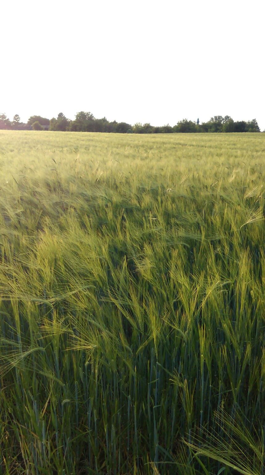 Slavonija, my photo. It's not AI.