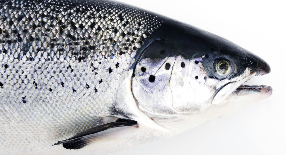 Norway lifts salmon exports to EU in week 15, but global demand uneven