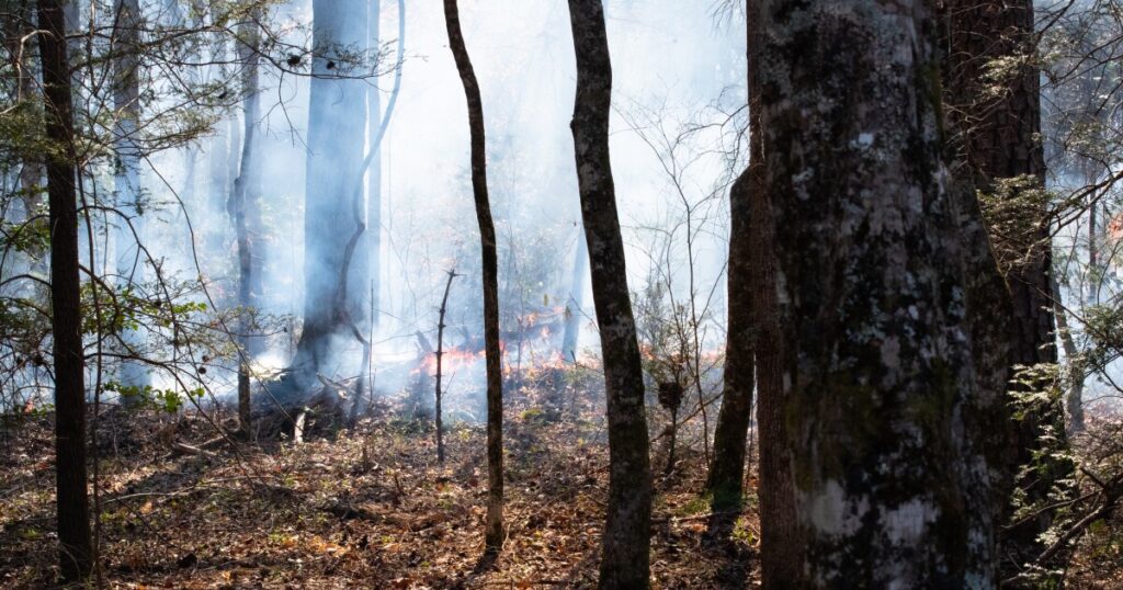 Climate change is stamping out North Carolina’s best defense against wildfires