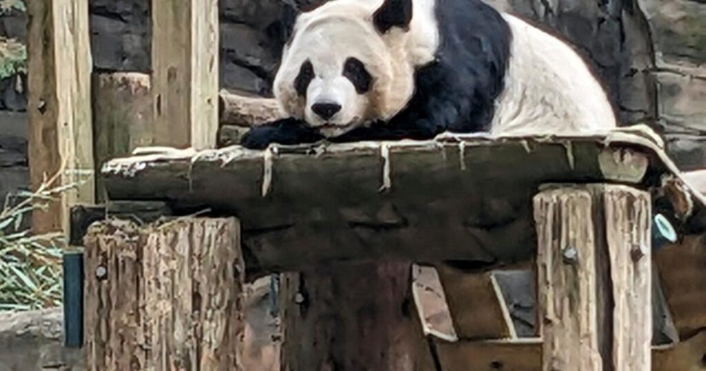 China will send giant pandas to Atlanta again China will send giant pandas to Atlanta again