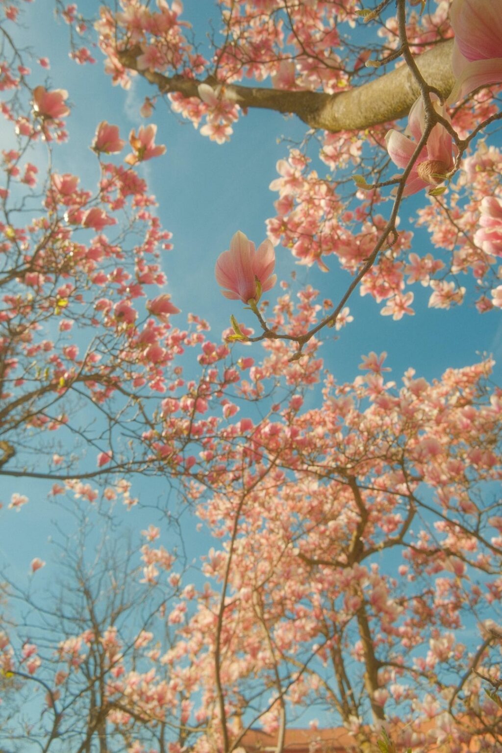Spring in Erlangen