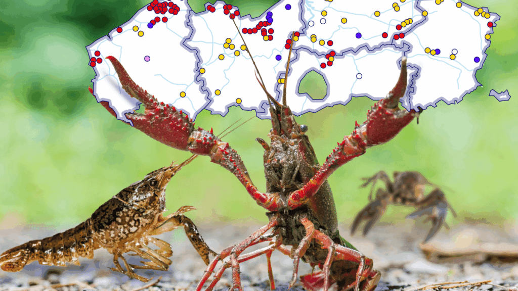 “A drama is taking place beneath the Flemish water surface,” and invasive crayfish play the leading role