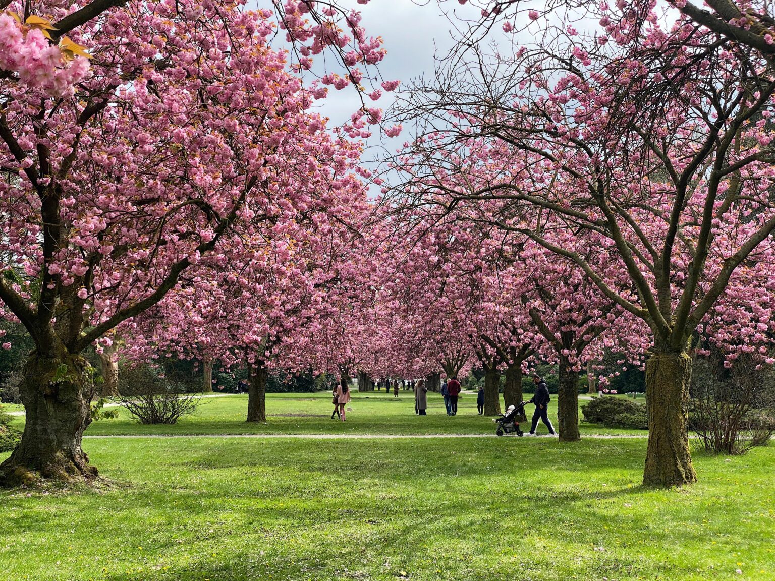 Cherry blossoms in Altona cemetery (Hamburg)