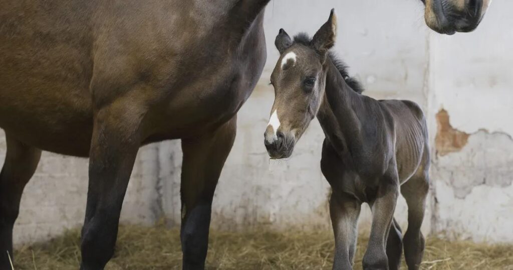 Estonia's first cloned foal was born with the help of researchers from the University of Life Sciences