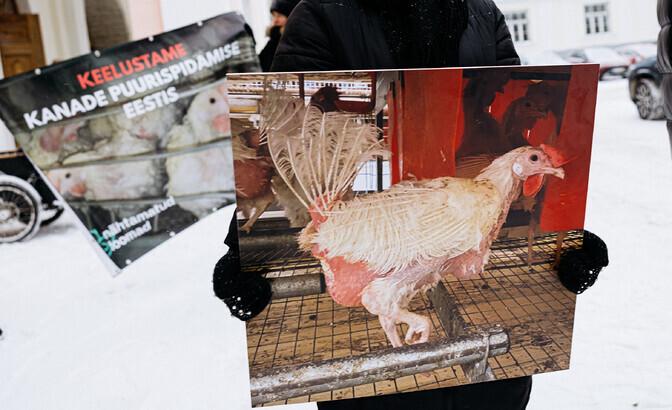 "Eyewitness": compliance with laws does not guarantee the well-being of laying hens