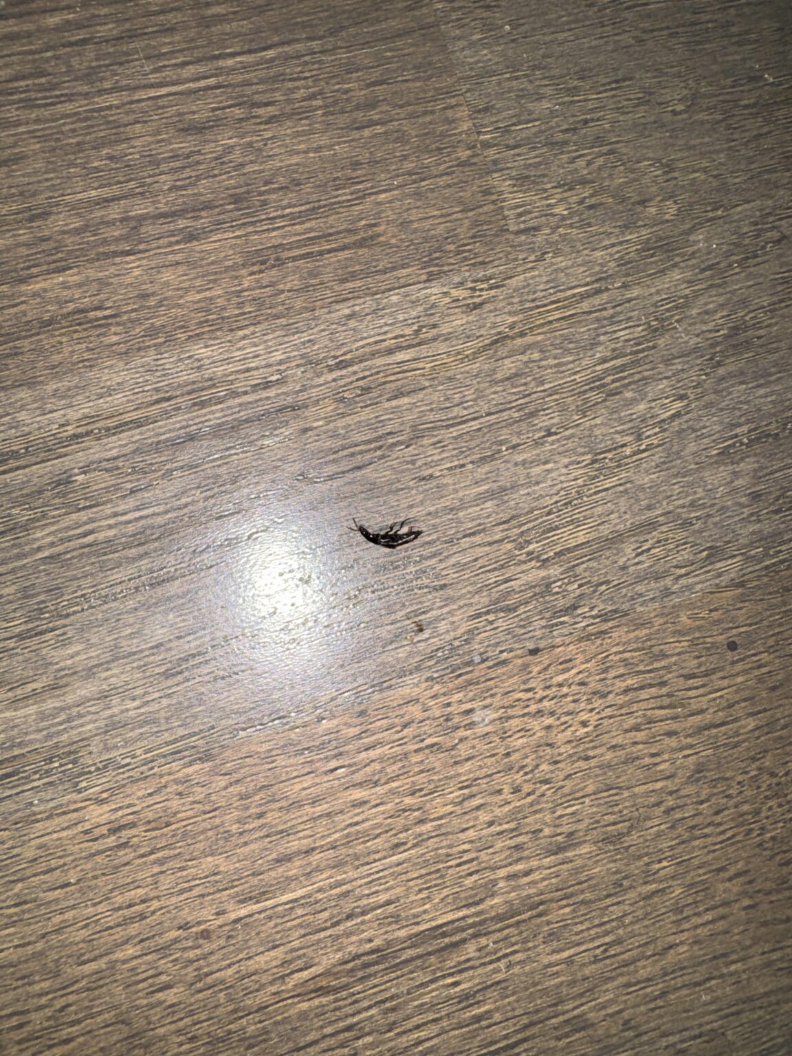 Does anybody know which insect is this? Does anybody know which insect is this?