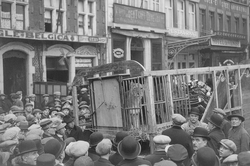 Public sale of lions in Ghent (1931) Public sale of lions in Ghent (1931)