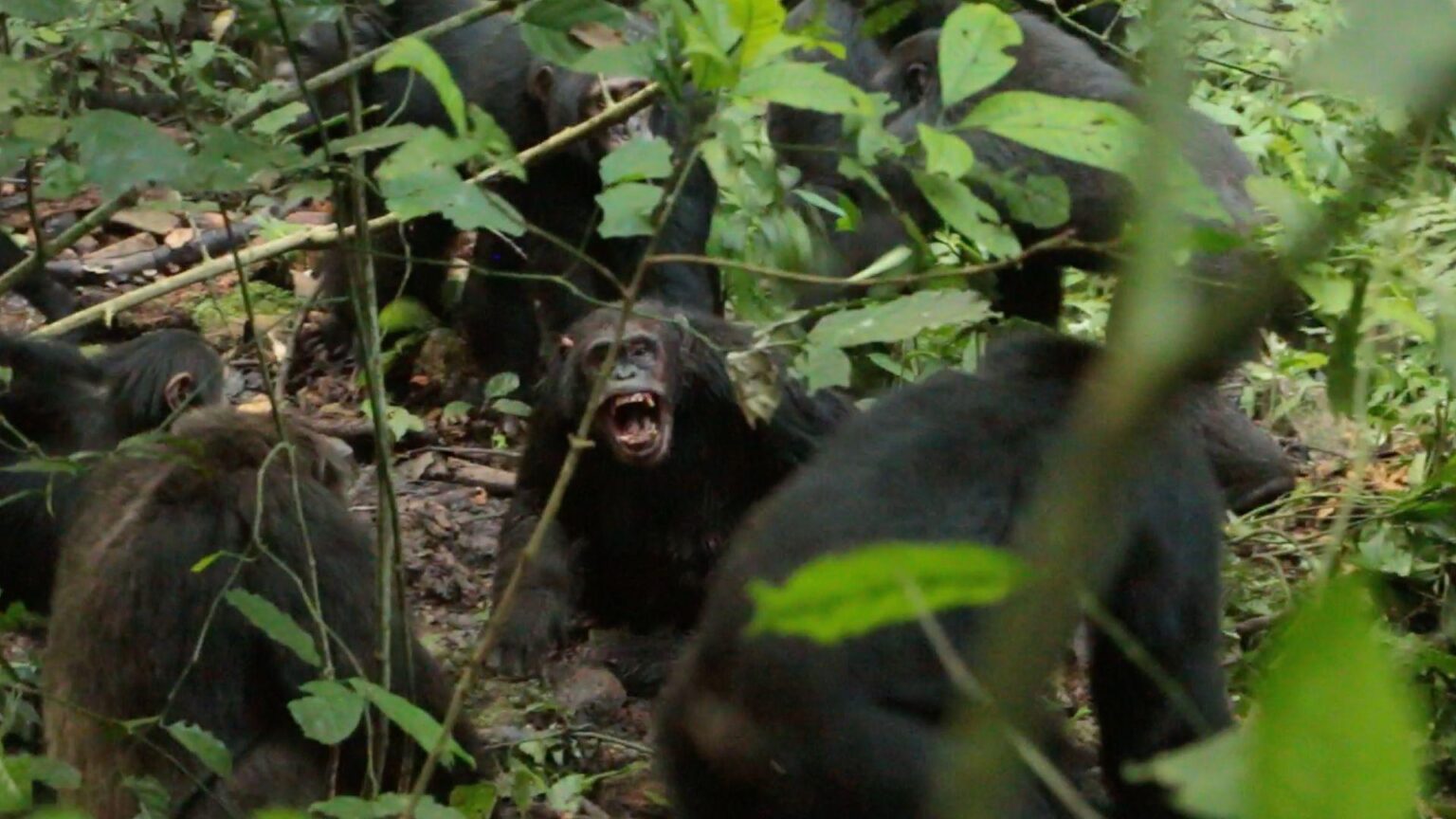 Chimpanzees in Uganda are locked in a deadly 'civil war' after their group split apart — and scientists don't know why