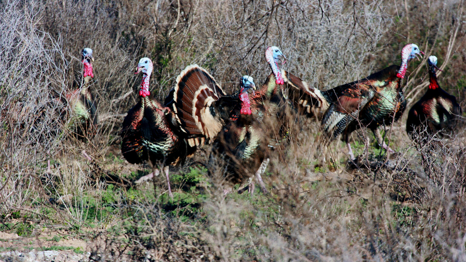 Keys to the Eastern Turkey Hunt