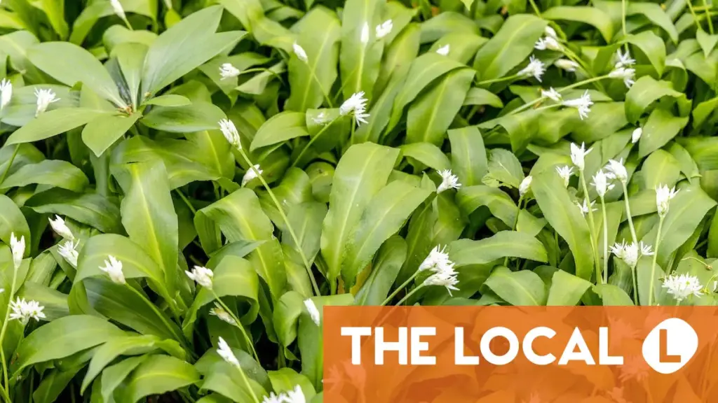 Inside Sweden: Why Swedish herd behaviour is sometimes worth embracing