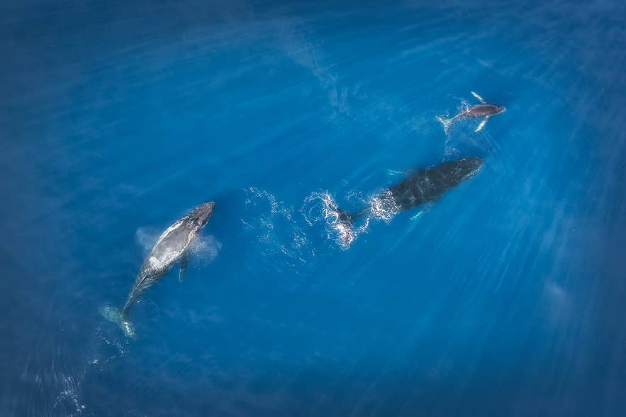 Three whales swim beneath bright blue water in Iceland, captured from above as light filters through the surface.